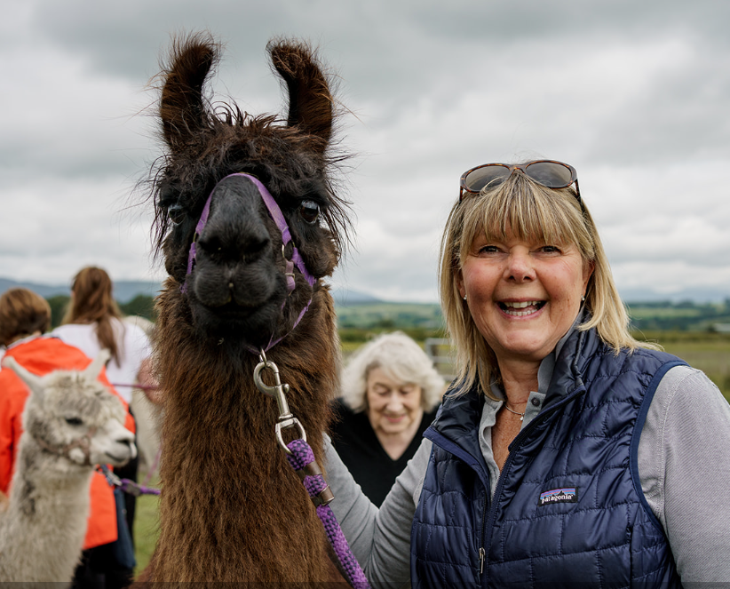 Alpacas and Afternoon Tea