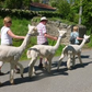 Networking with Alpacas & Afternoon Tea with Katie Rodgers - 19th June - Members Only
